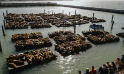 San Francisco's Newest Attraction: A Record Surge of Sea Lions at Pier 39