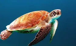 Global Warming Shifts Sea Turtle Gender Ratios, Warns Turkish Expert