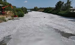 Millions of Dead Fish Wash Up in Greece Following Flooding