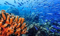 Türkiye Signs to Protect Marine Biodiversity in International Waters