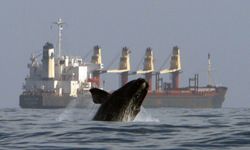 Biden Administration Withdraws Key Rule to Protect Right Whales