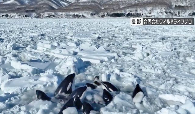 Killer whales are trapped by sea ice near Japan