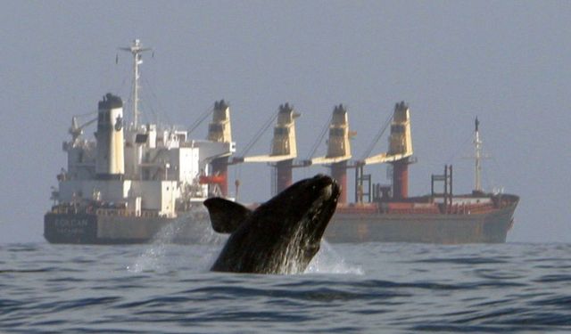 Biden Administration Withdraws Key Rule to Protect Right Whales