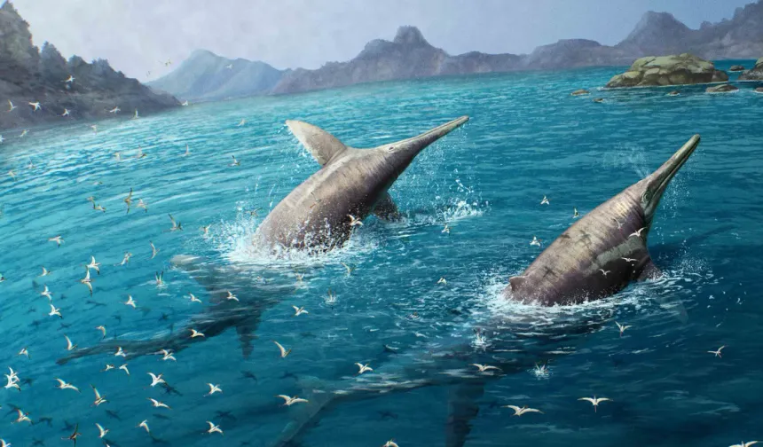 Unveiling sea ancient giant: 11-year-old's fossil discovery surprises experts