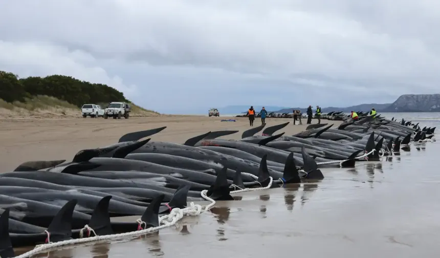 130 stranded whales rescued from beach in Australia