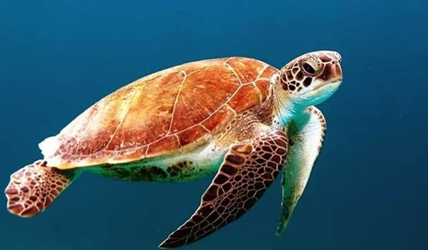 Global Warming Shifts Sea Turtle Gender Ratios, Warns Turkish Expert