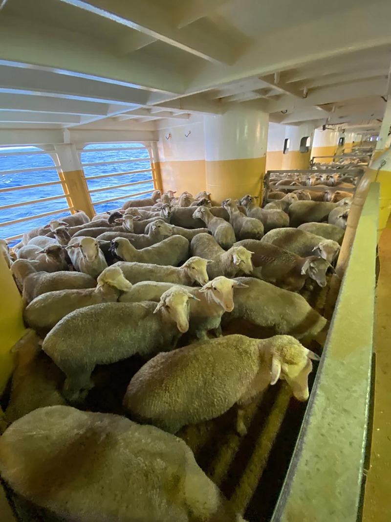 The image that was taken a few days ago after the ship's arrival back in Australia shows sheep onboard the MV Bahijah.